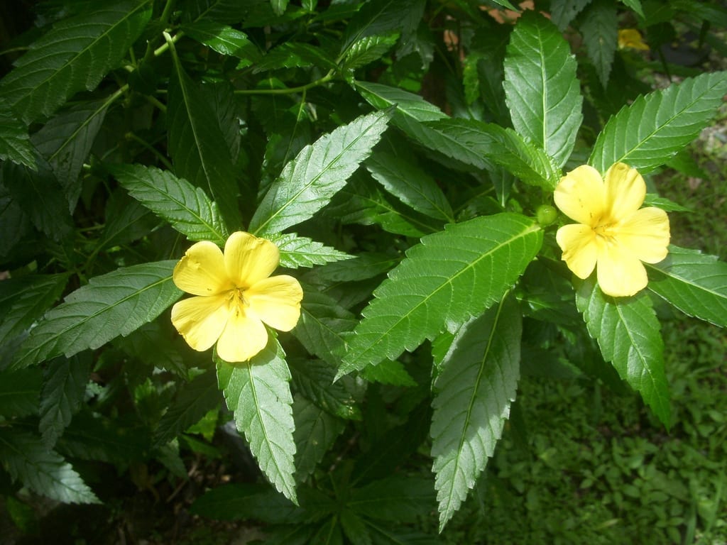 Damiana (Turnera diffusa): cuidados y cultivo real