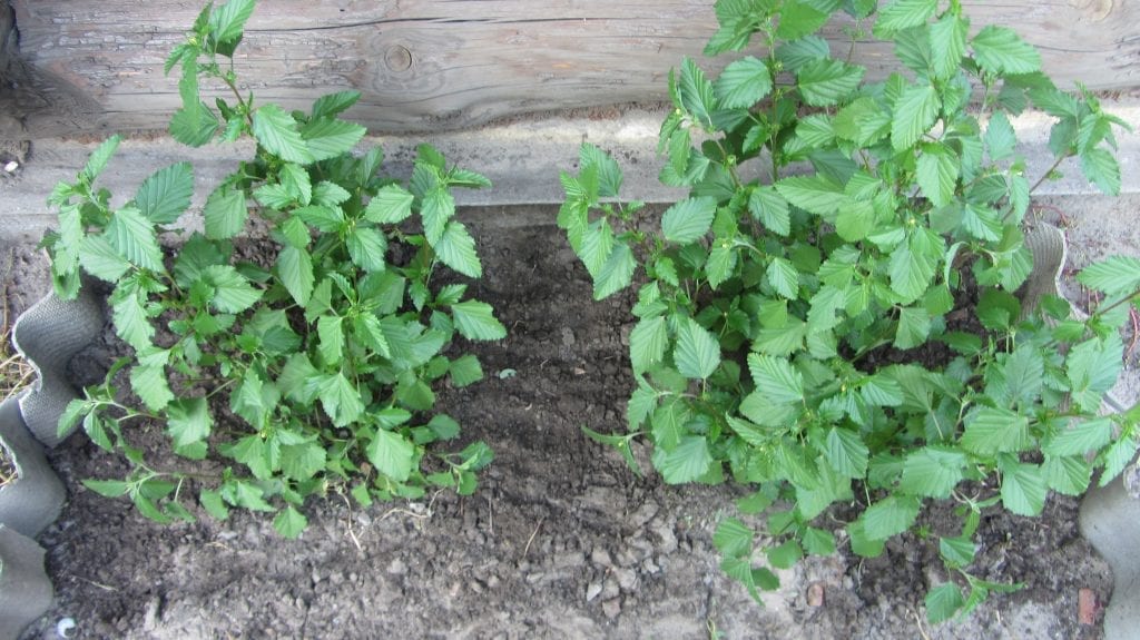 La planta de damiana se puede cultivar en maceta o en el jardín