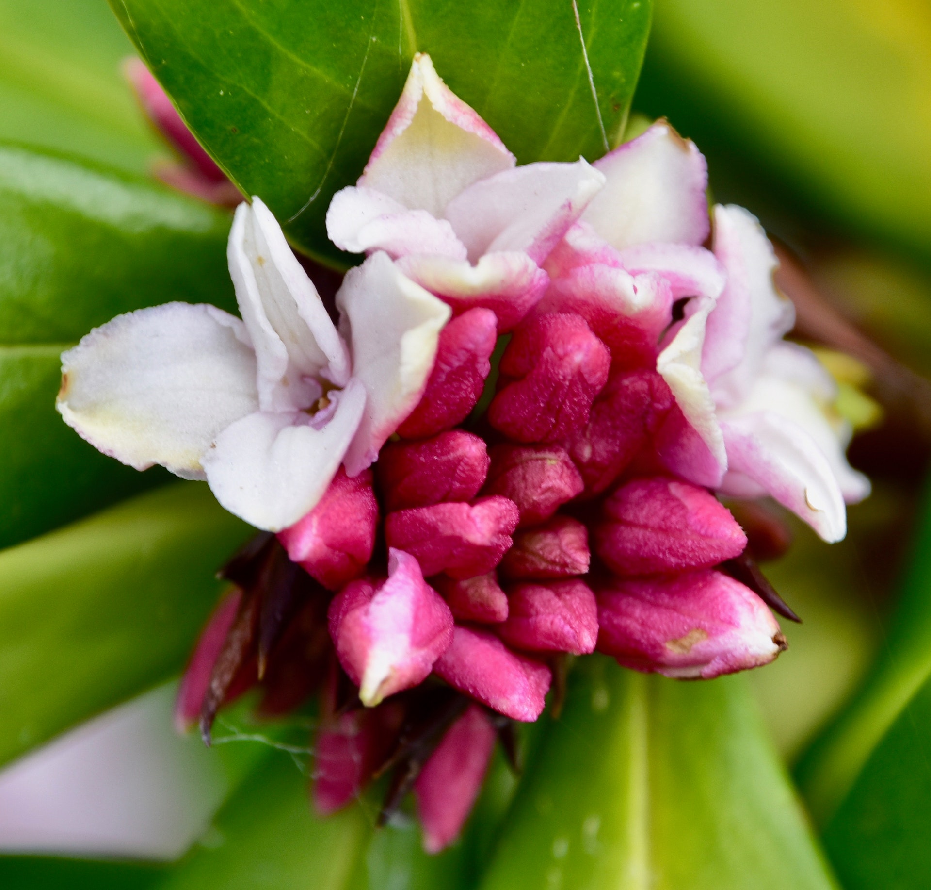 Las flores de la Daphne odora pueden ser blancas o rosadas