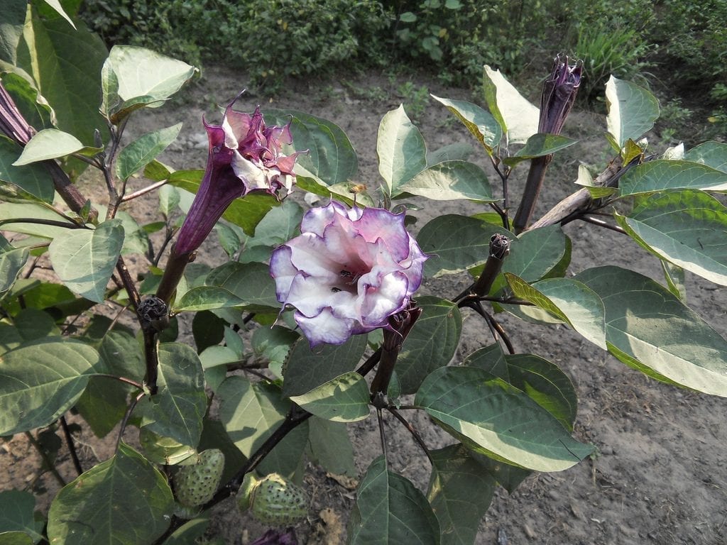 Datura metel