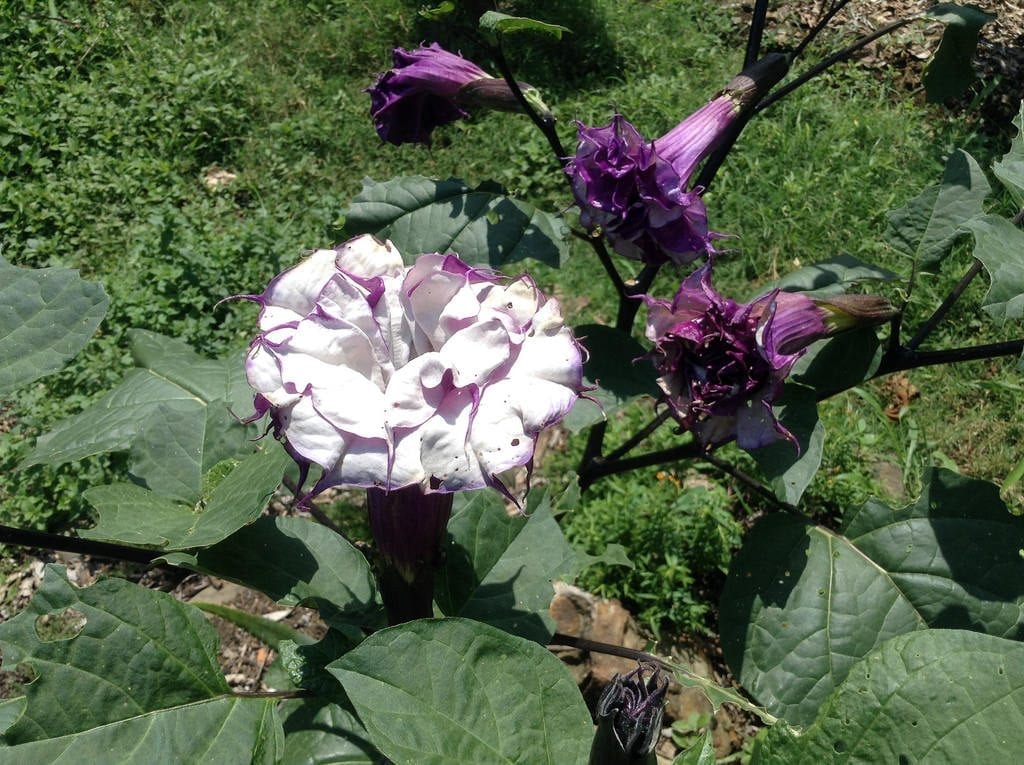 Flores de Datura metel