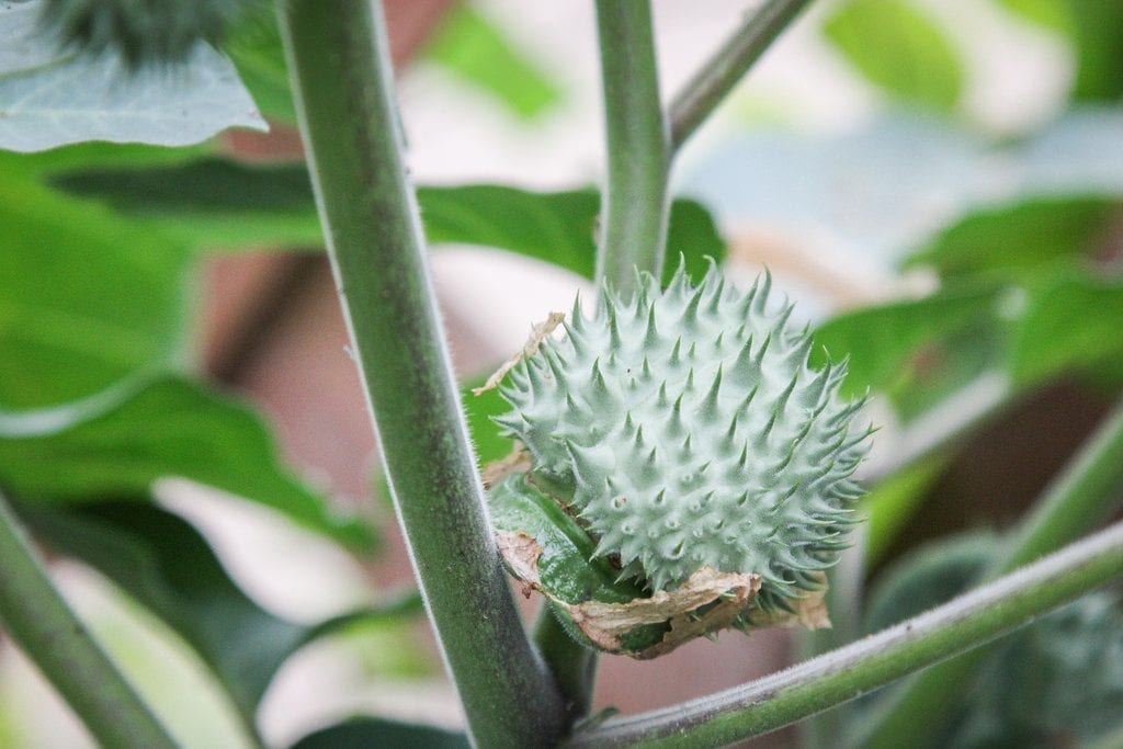 Fruto de Datura metel