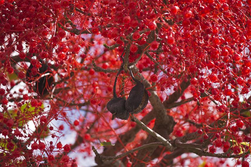 Brachychiton: especies, cultivo y cuidados en España