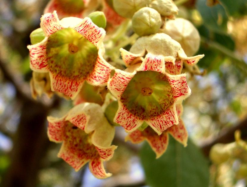 Flores de Brachychiton populneus
