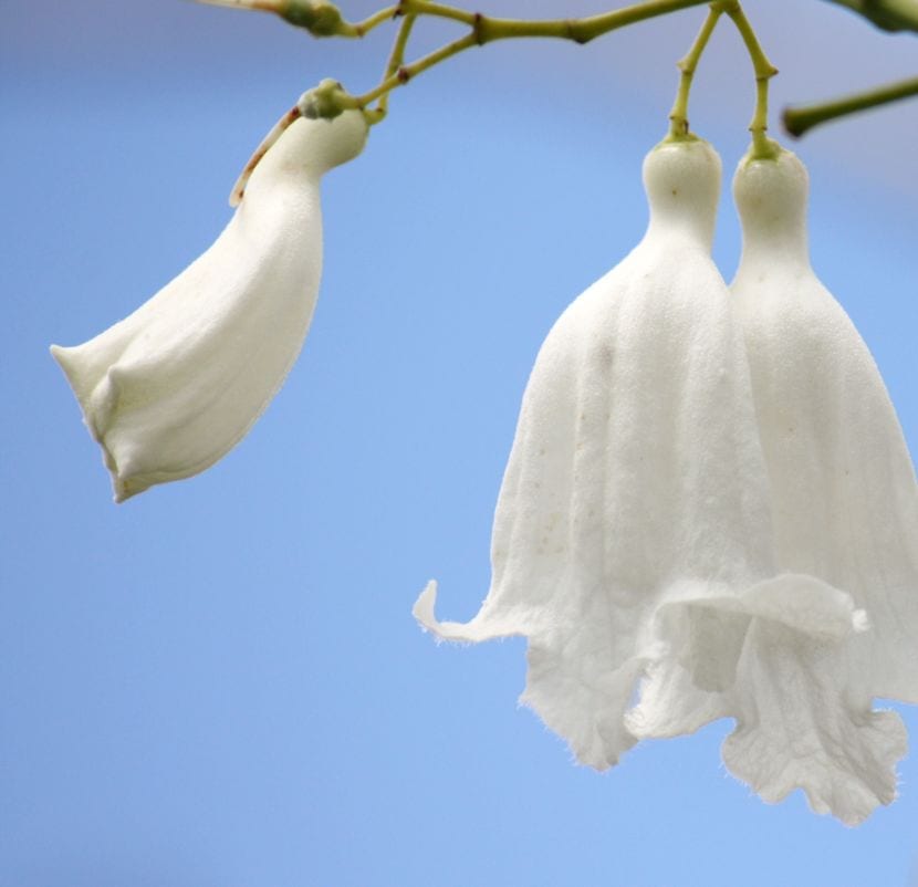 Jacaranda mimosifolia White Christmas