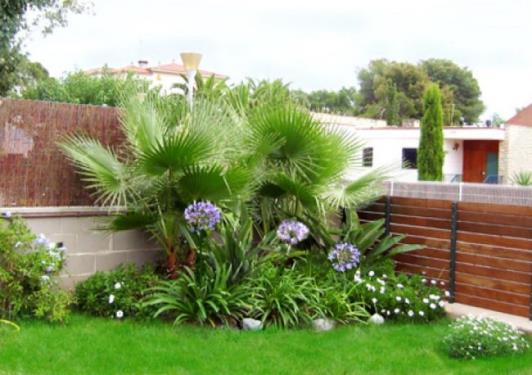 Palmeras de jardín: especies, plantación y poda correcta