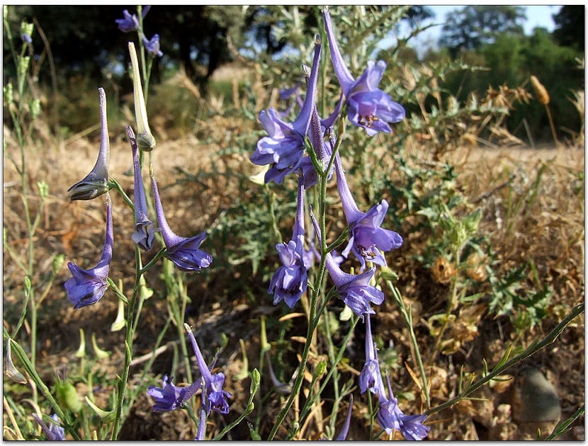 arbusto lleno de flores moradas y de nombre Delphinium gracile