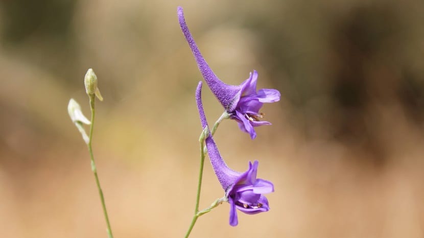dos flores de color morado que parecen un saxofon