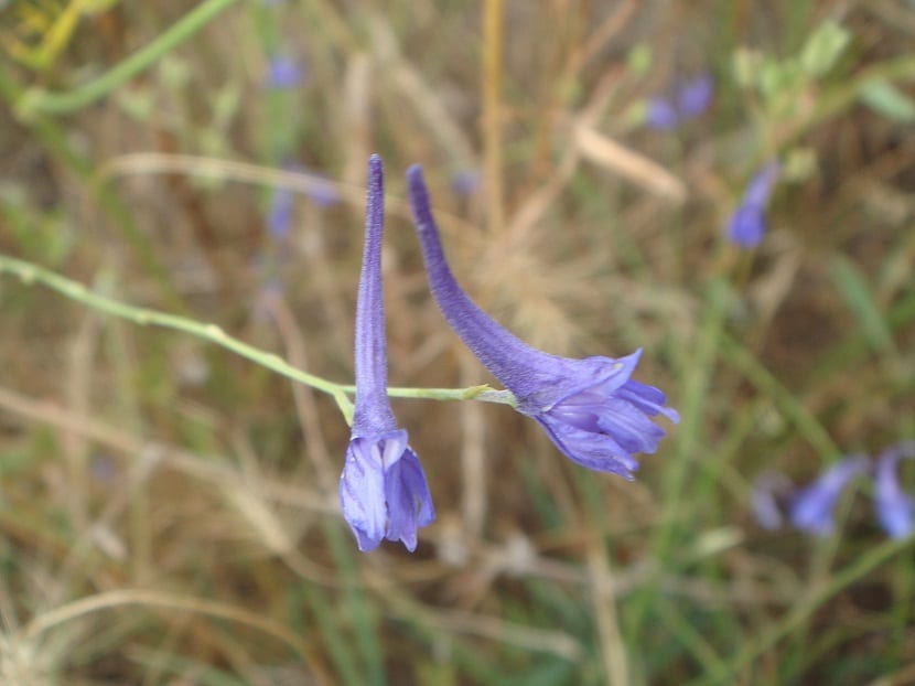 una rama que deriba en dos flores acampanadas y de color morado