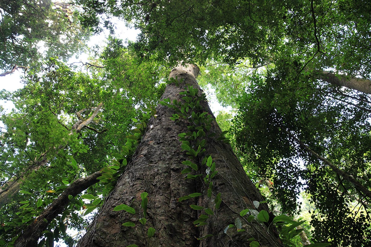 El árbol más alto de África: 81 metros en el Kilimanjaro