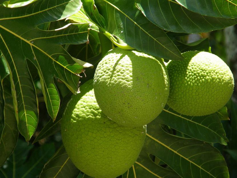 Artocarpus altilis