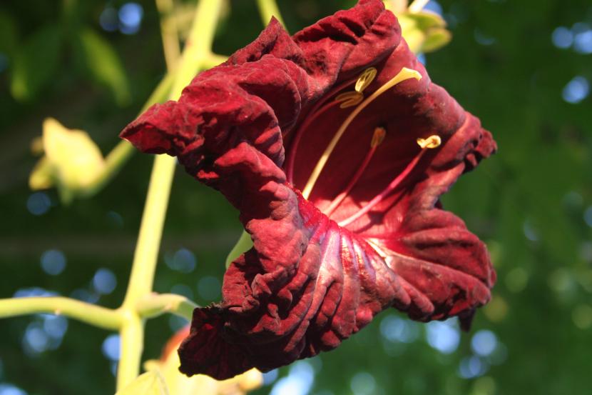 Flor de la Kigelia africana