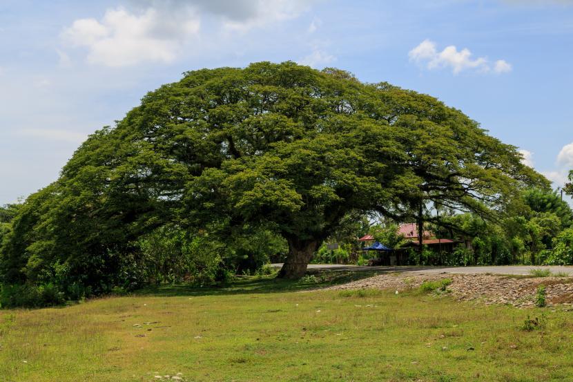 Samanea saman