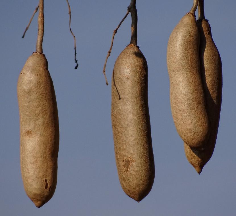 Árboles tropicales singulares y los secretos de su biología