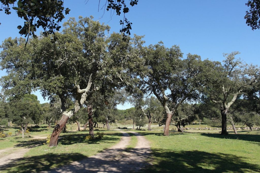 El alcornoque es un árbol mediterráneo