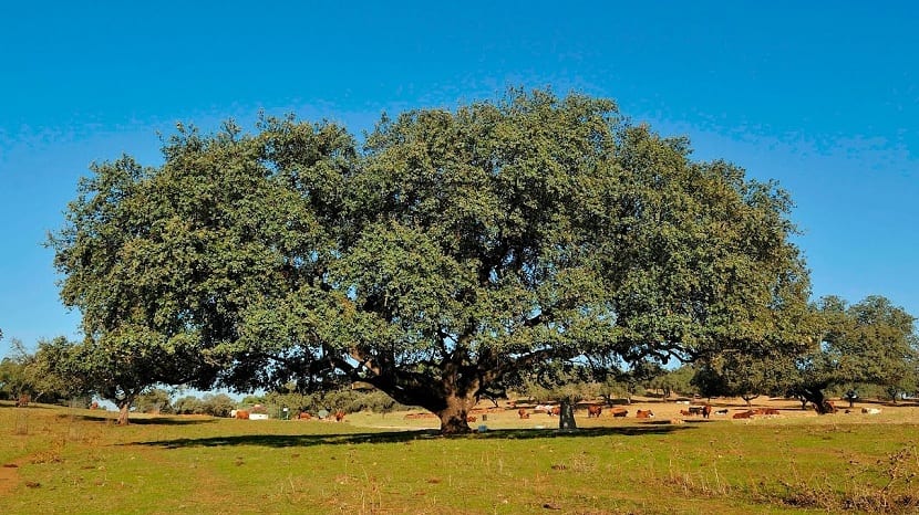 encina