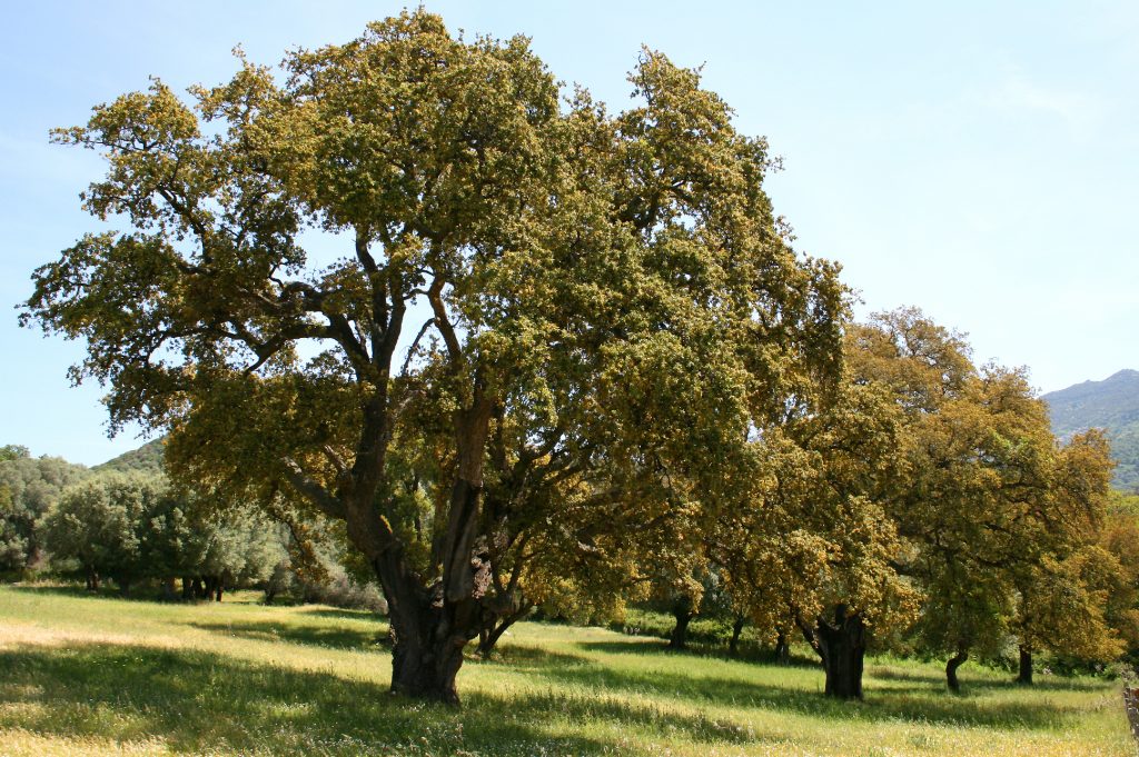 Vista del alcornoque