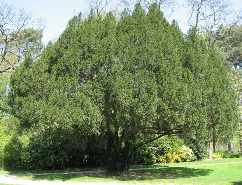 Taxus baccata