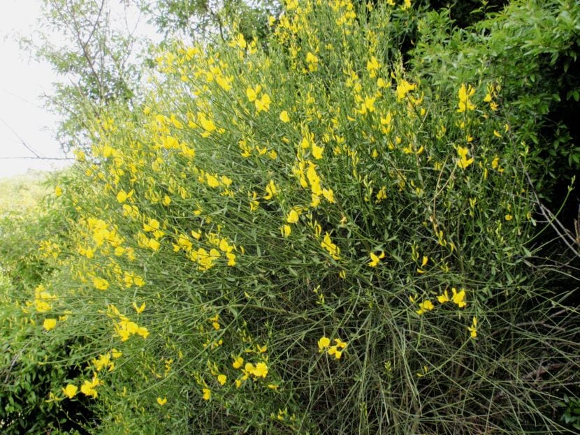 Spartium junceum
