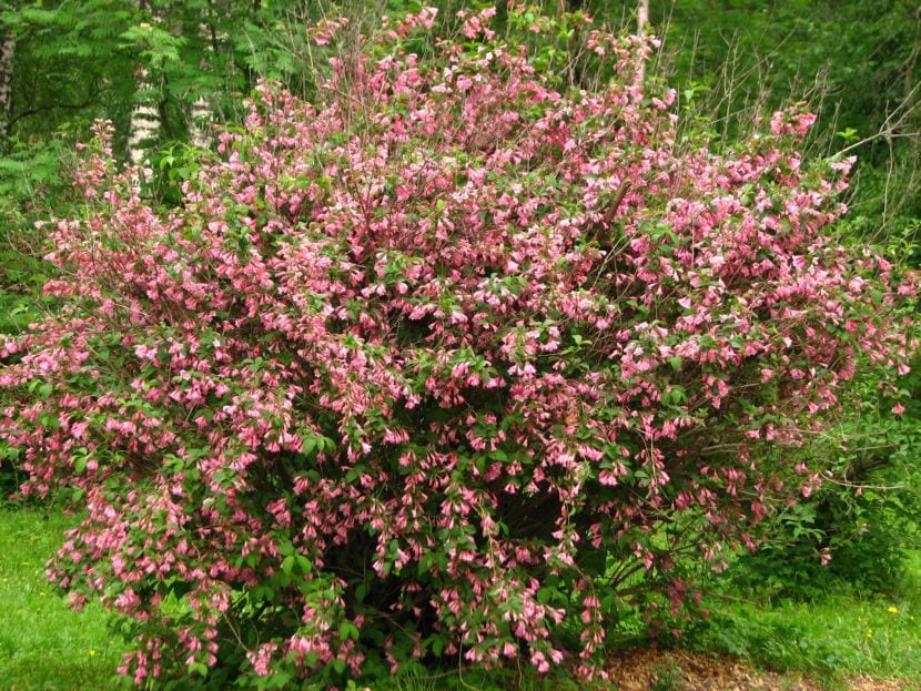 Weigela florida