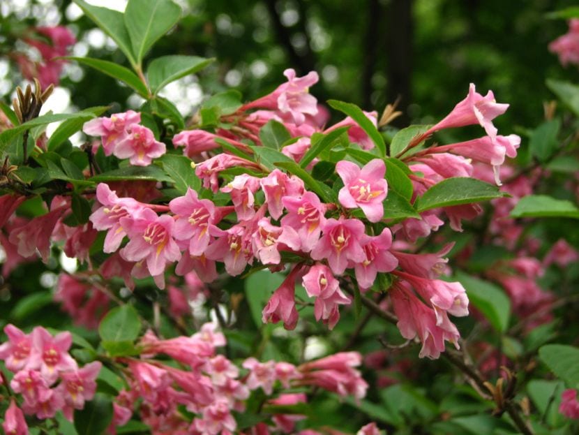 Flores de Weigela florida