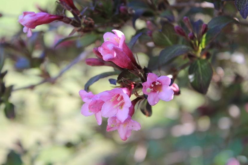 Flores de Weigela
