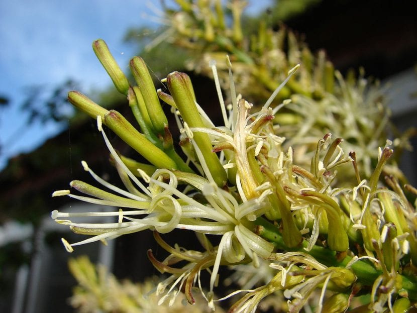 Las flores de la Dracaena marginata son blanco-amarillentas