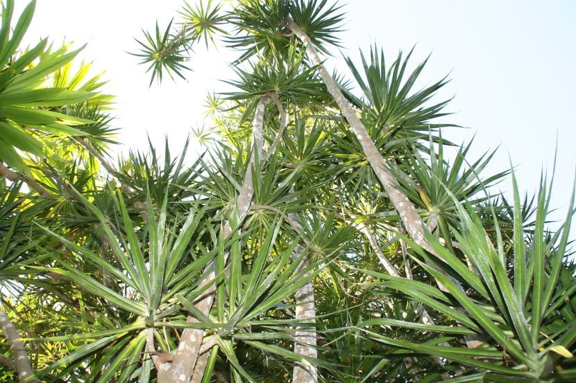 La Dracaena marginata es un arbusto grande