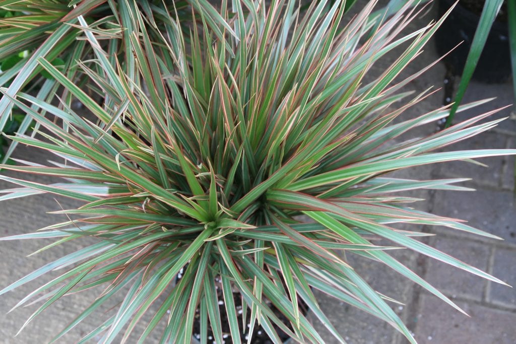 Dracaena marginata: cuidados, poda y puntas marrones