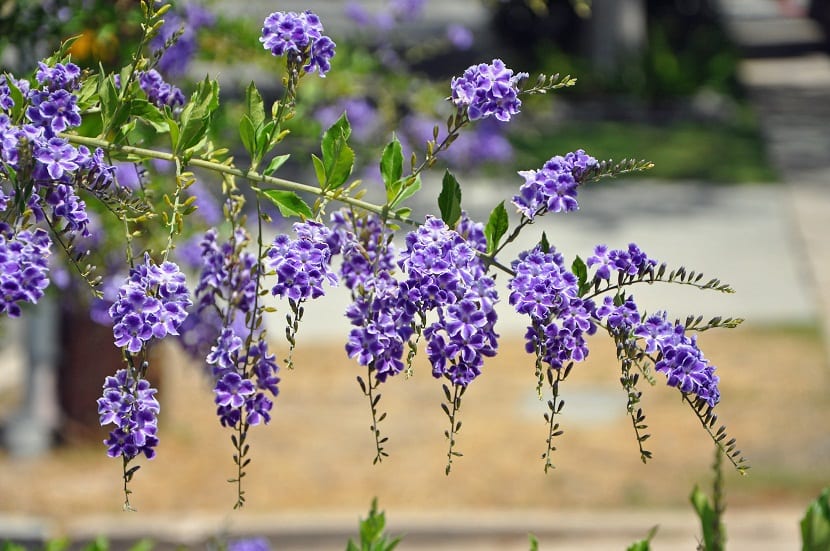 flores moradas que cuelgan de la rama de un arbusto