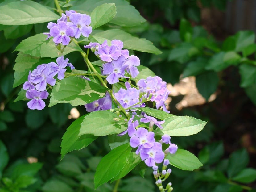 rama alargada con flores de color morado