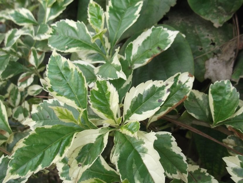Duranta repens f. Variegata