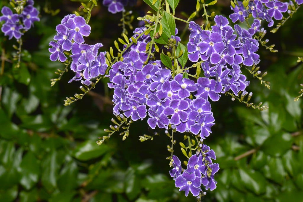 Duranta repens: cultivo, poda, frío y toxicidad