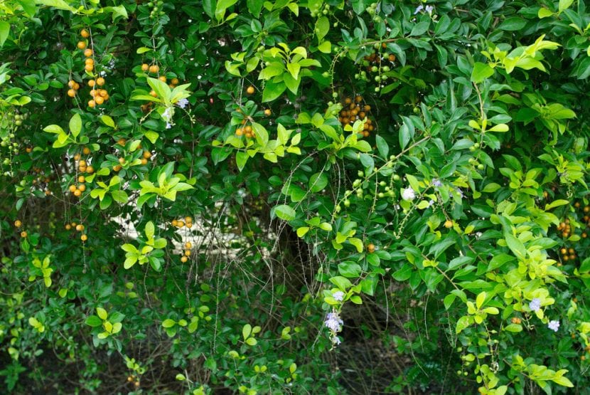 Planta Duranta repens