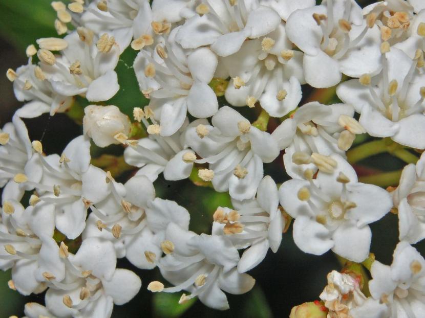 Durillo (Viburnum tinus): cultivo, poda y variedades