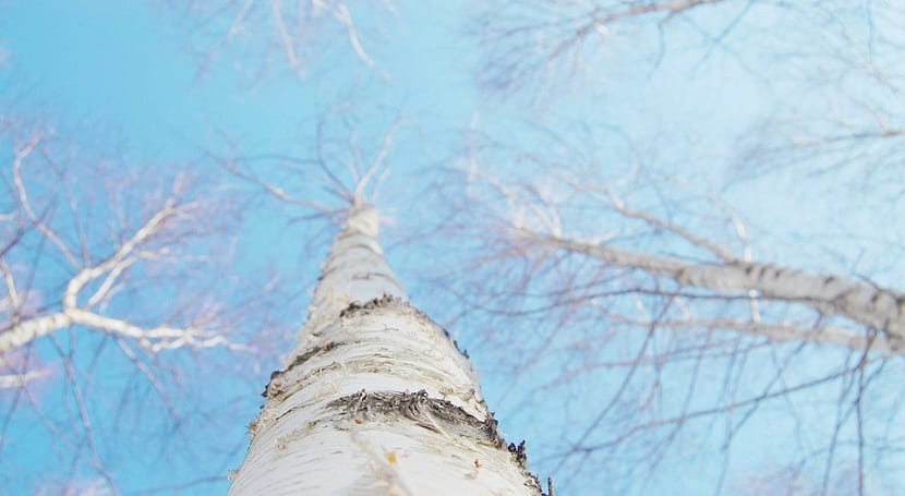 Abedul del Himalaya (Betula utilis jacquemontii): guía completa