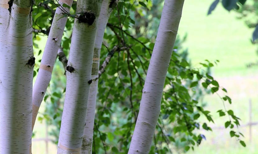 Este es un arbol ornamental, util e invernal