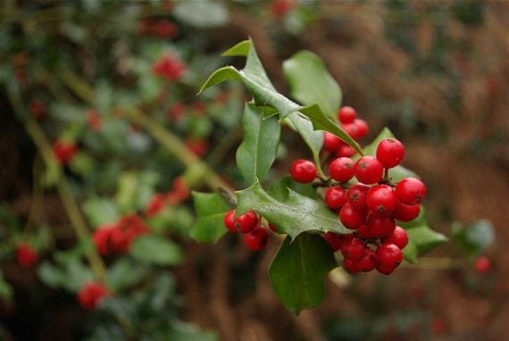 Frutos Acebo