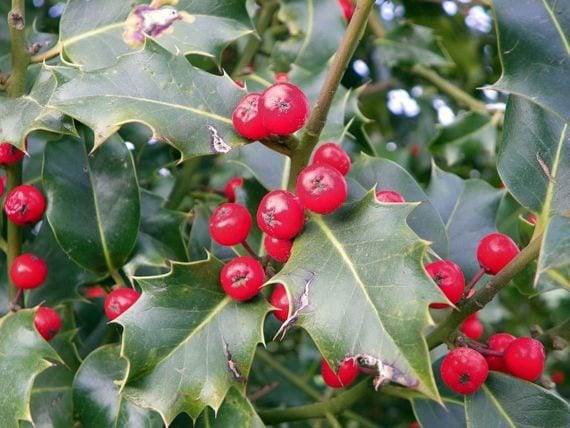 Acebo (Ilex aquifolium): cultivo, cuidados y fruto rojo