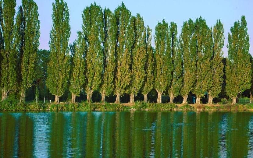 Álamo o chopo (Populus): cultivo, madera y raíces