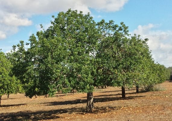 Algarrobo: cultivo, riego, poda y por qué no da fruto