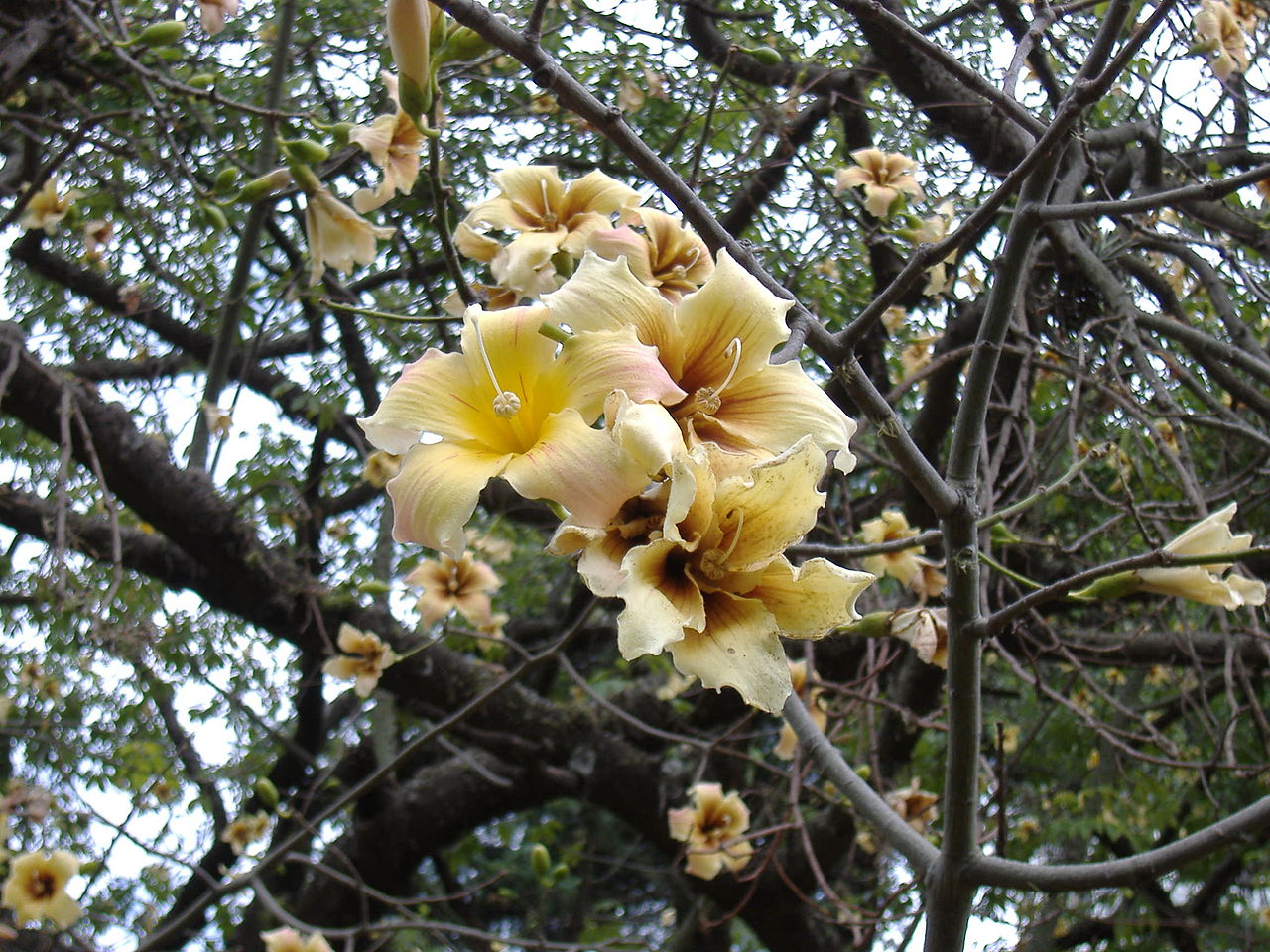 Vista del Ceiba chodatii