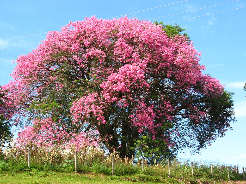 Vista del Ceiba speciosa