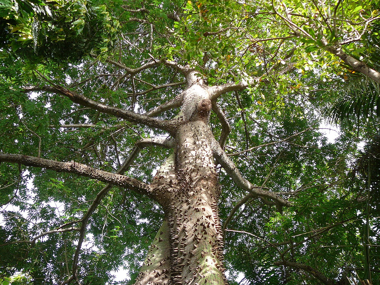 Vista de la Ceiba pentandra