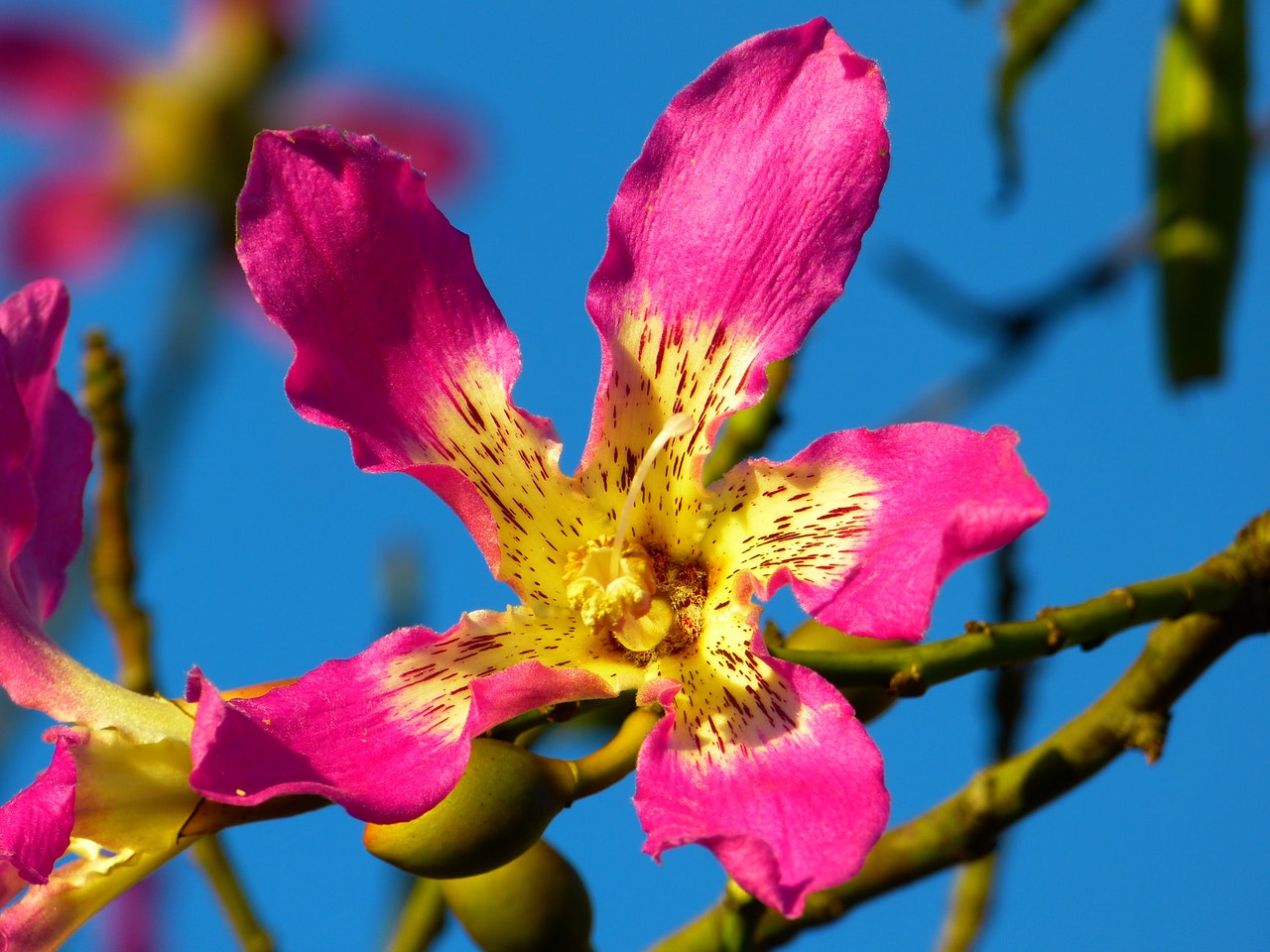 Vista de la flor del ceiba