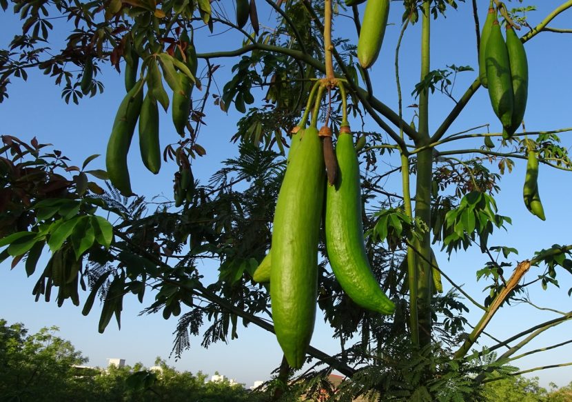 Frutos abiertos de ceiba mostrando la fibra algodonosa
