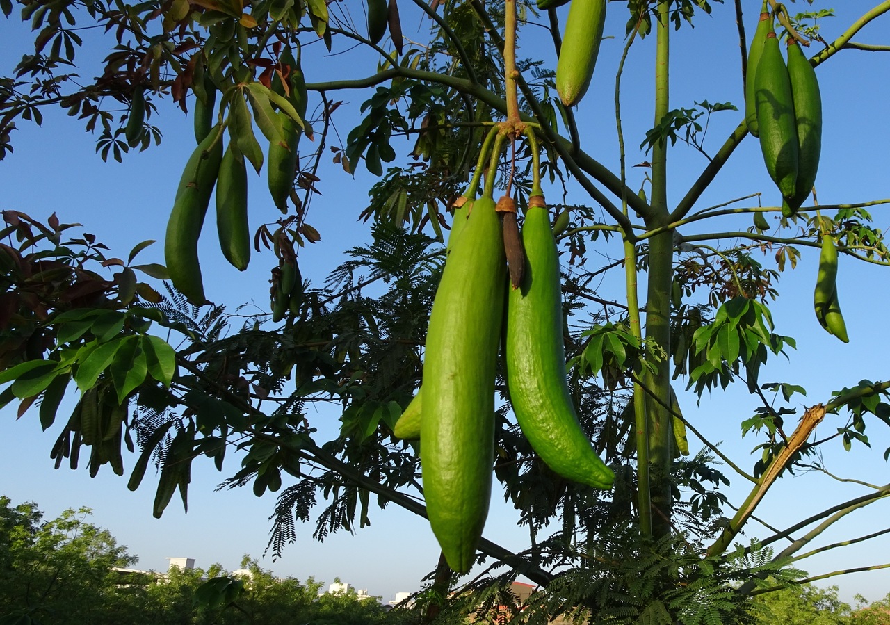 Frutos del ceiba