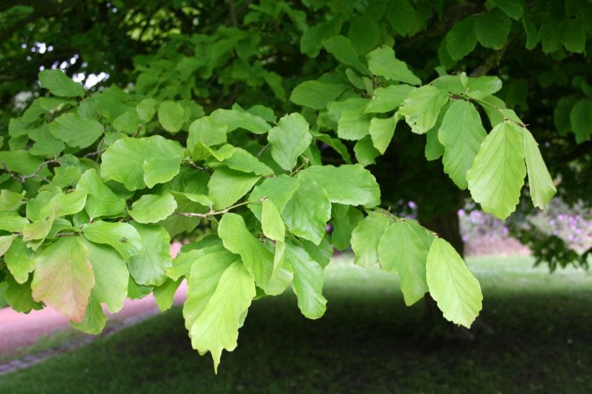 Hojas Parrotia persica