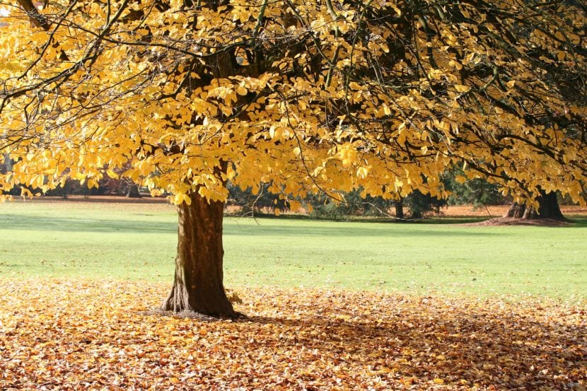 Parrotia persica: cultivo del árbol de hierro en clima cálido