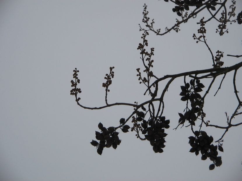 Pawlonia tomentosa en invierno